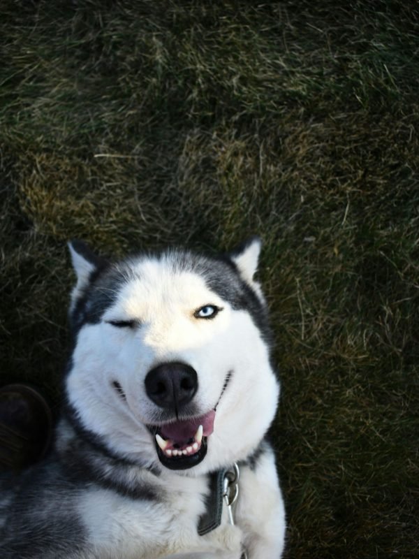 pexels-jhelmuth-3196887 pexels-jhelmuth-3196887